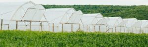 Mejorando la protección y la productividad agrícola